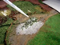 08.12.2006 - Mittels einer Pipette wird nun verdünnter Weißleim komplett über die spätere Rosenrabatte geträufelt.
