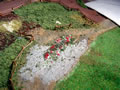 08.12.2006 - Noch ein paar rotfarbene Flocken darüber und - fertig ist die Rosenrabatte.