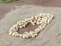 11.02.2007 - Bevor die Pflanzung beginnen kann, kommen ein paar Steine zum Einsatz, welche beim aussieben von Vogelsand zum Vorschein kommen.