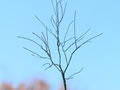 Apfelbaum von Jos Geurts: Aus 0,4 mm starken Blumenbindedraht wird der Rohling erstellt. Hier noch ohne Grundierung (Rostschutz) und Rinde.