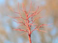 Apfelbaum von Jos Geurts: Alles wurde einmal mit Farbe bersprht. Es geht auch mit Latexfarbe und einem Pinsel.