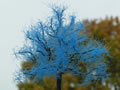 Apfelbaum von Jos Geurts: Aus Kunststoff Filterfasern (fr Filteranlagen neben einem Teich im Garten!) werden nun die feinen Zweige gefertigt. Der Rohling wird mit Sprhkleber eingenebelt und anschlieend werden die Fasern schnell drber gerieselt.