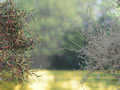 Apfelbaum von Jos Geurts: Zwei Mglichkeiten des Baumrohlings gegenber gestellt - der Rohling auf der linken Seite wurde zustzlich mit Grasfasern beklebt. Wenn anschlieend feine Flocken zum Einsatz kommen (Woodland turf), sieht das Ergebnis um so realistischer aus. Rechts wurde nur mit Filterfaser gebaut und es kommen spter etwas grbere Flocken drauf. Kommt immer auf den Baum an.